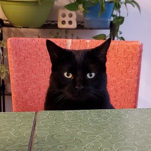 Meet your Posher, Casey